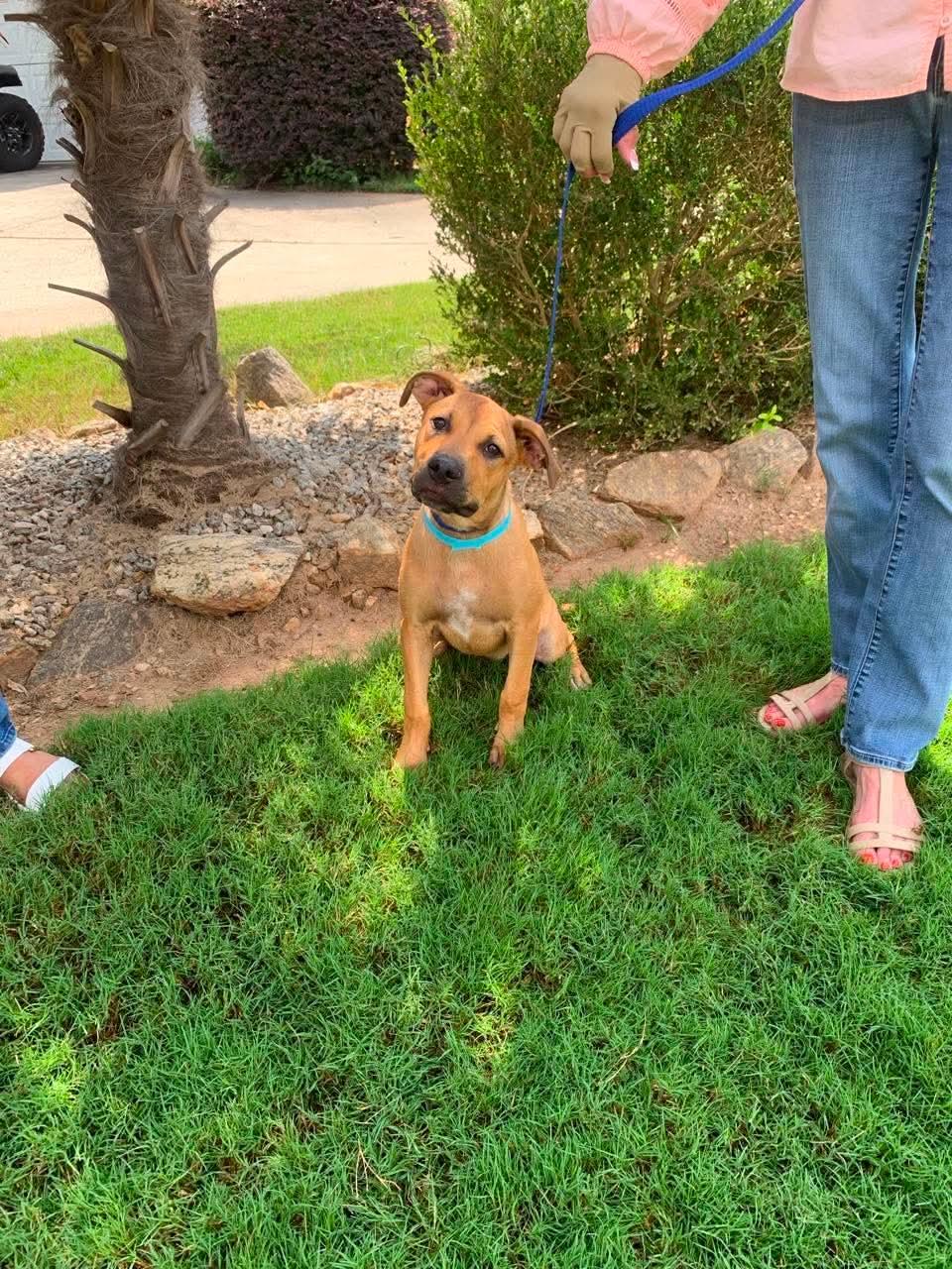 Buford, ADOPTABLE, Puppy Male Labrador Retriever & Hound.