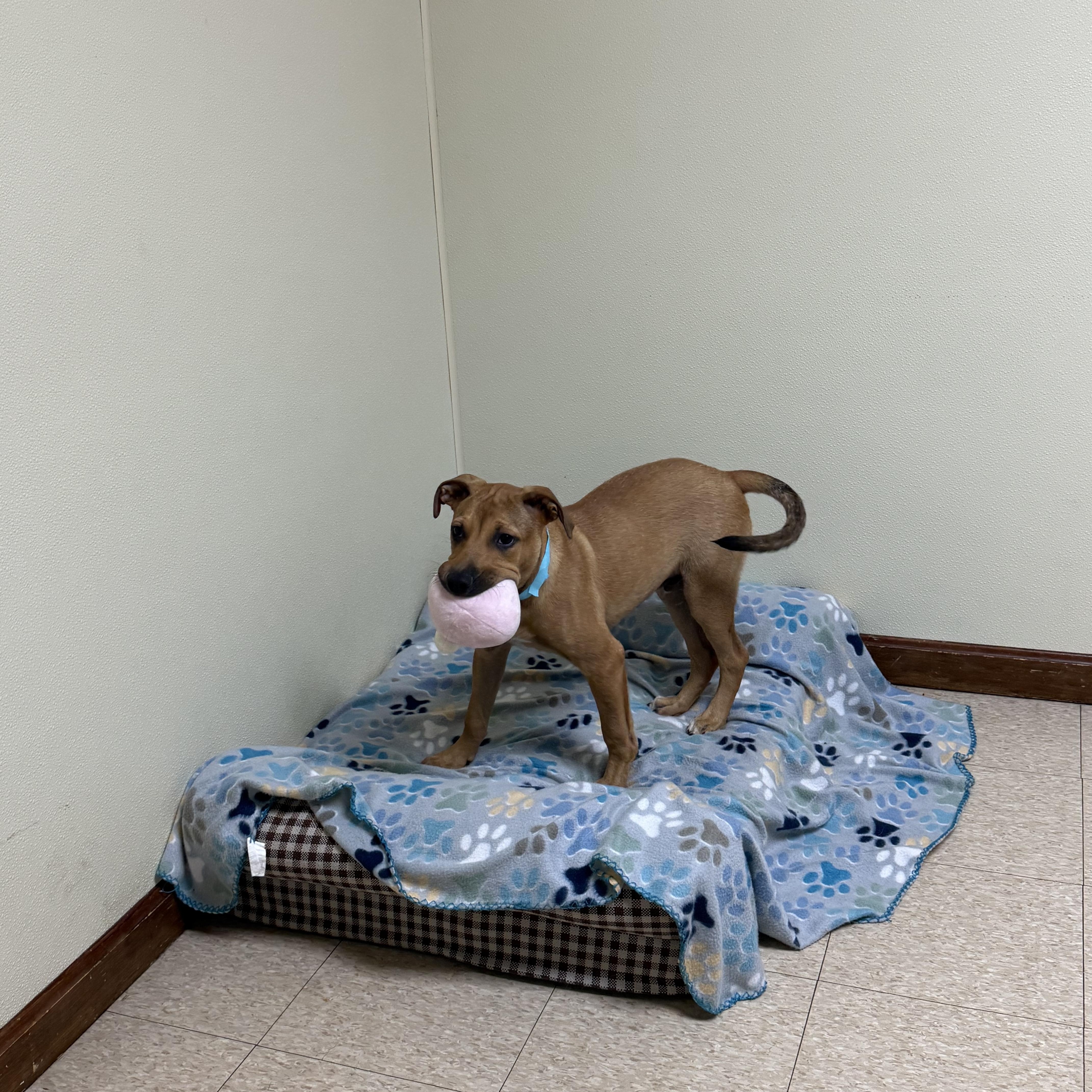 Enlarge Buford, a ADOPTABLE mixed breed in Douglas, MA image 4/5