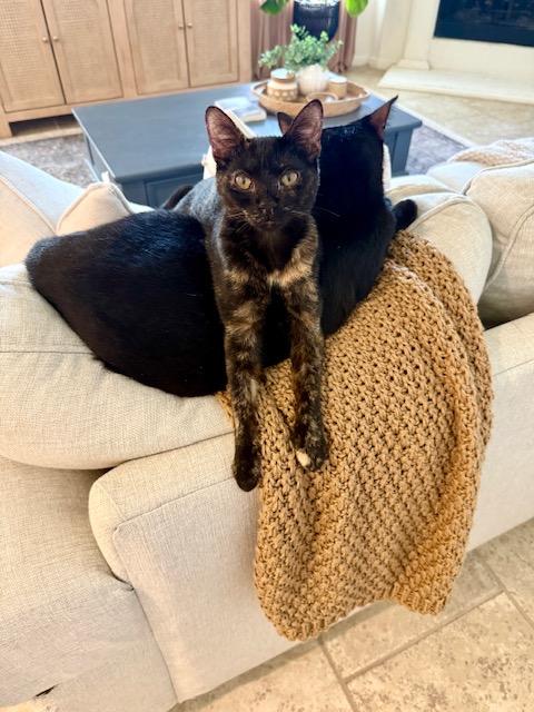 Pinto Bean - Riley Fuzzel FH Ivy