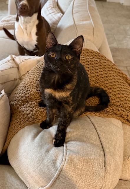 Pinto Bean - Riley Fuzzel FH Ivy