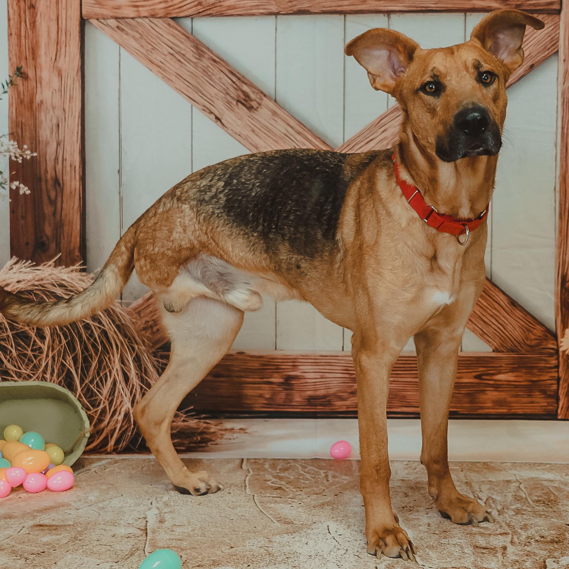 Enlarge Chance, a Adoptable mixed breed in Indianapolis, IN image 5/6