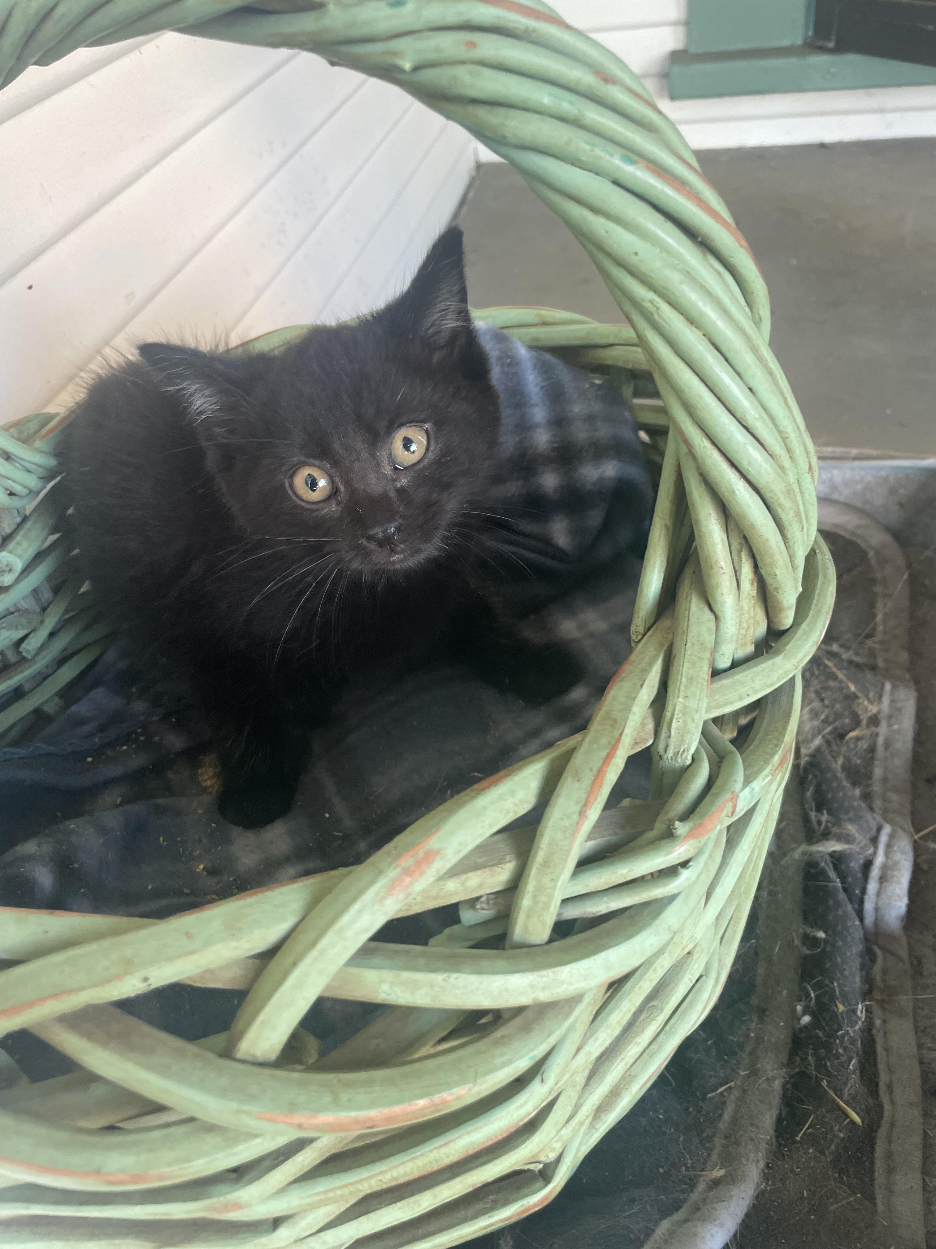 Enlarge Blackberry, a Adoptable Domestic Medium Hair in Santa Cruz, CA image 1/4