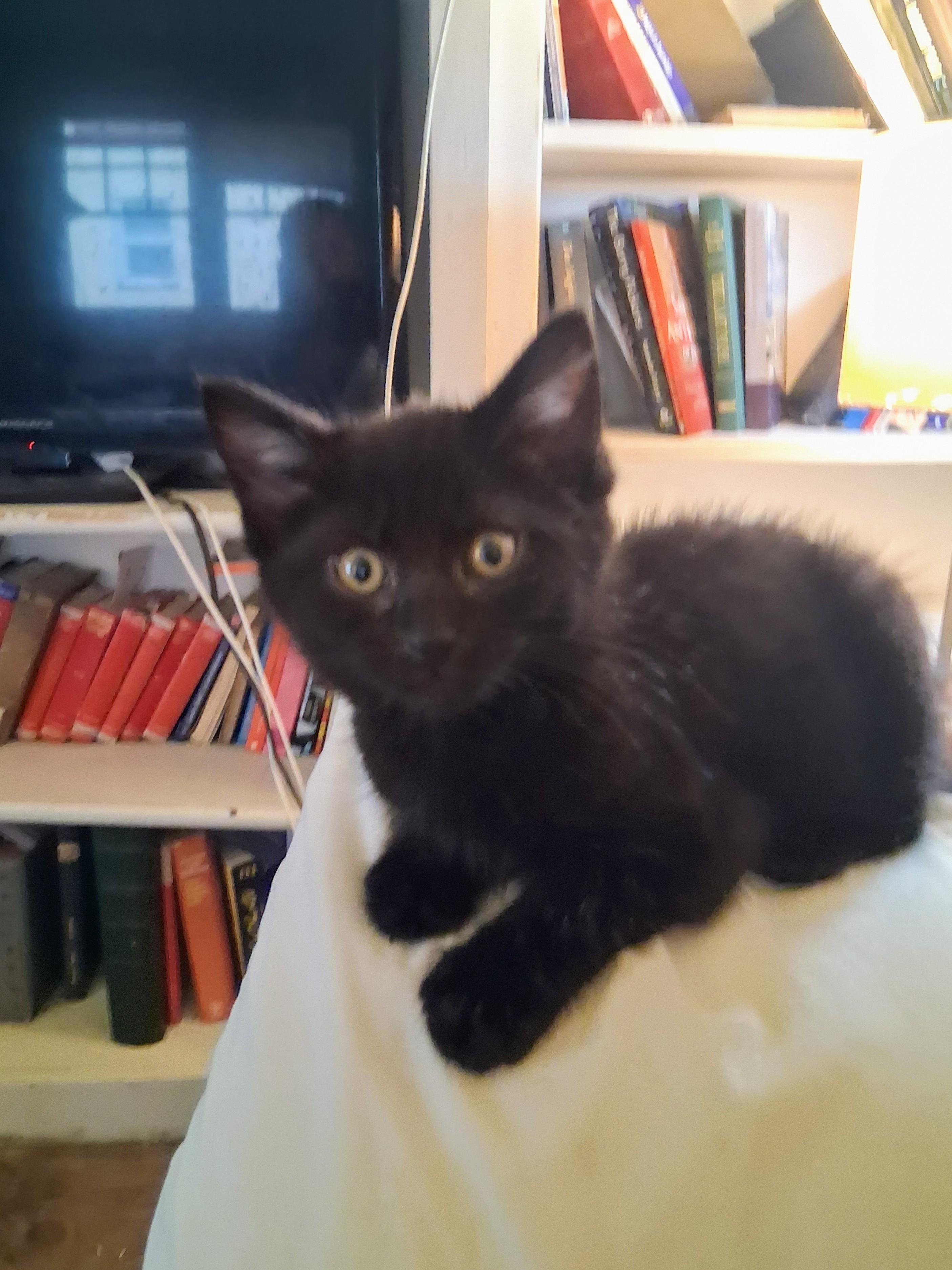 Enlarge Blackberry, a Adoptable Domestic Medium Hair in Santa Cruz, CA image 2/4