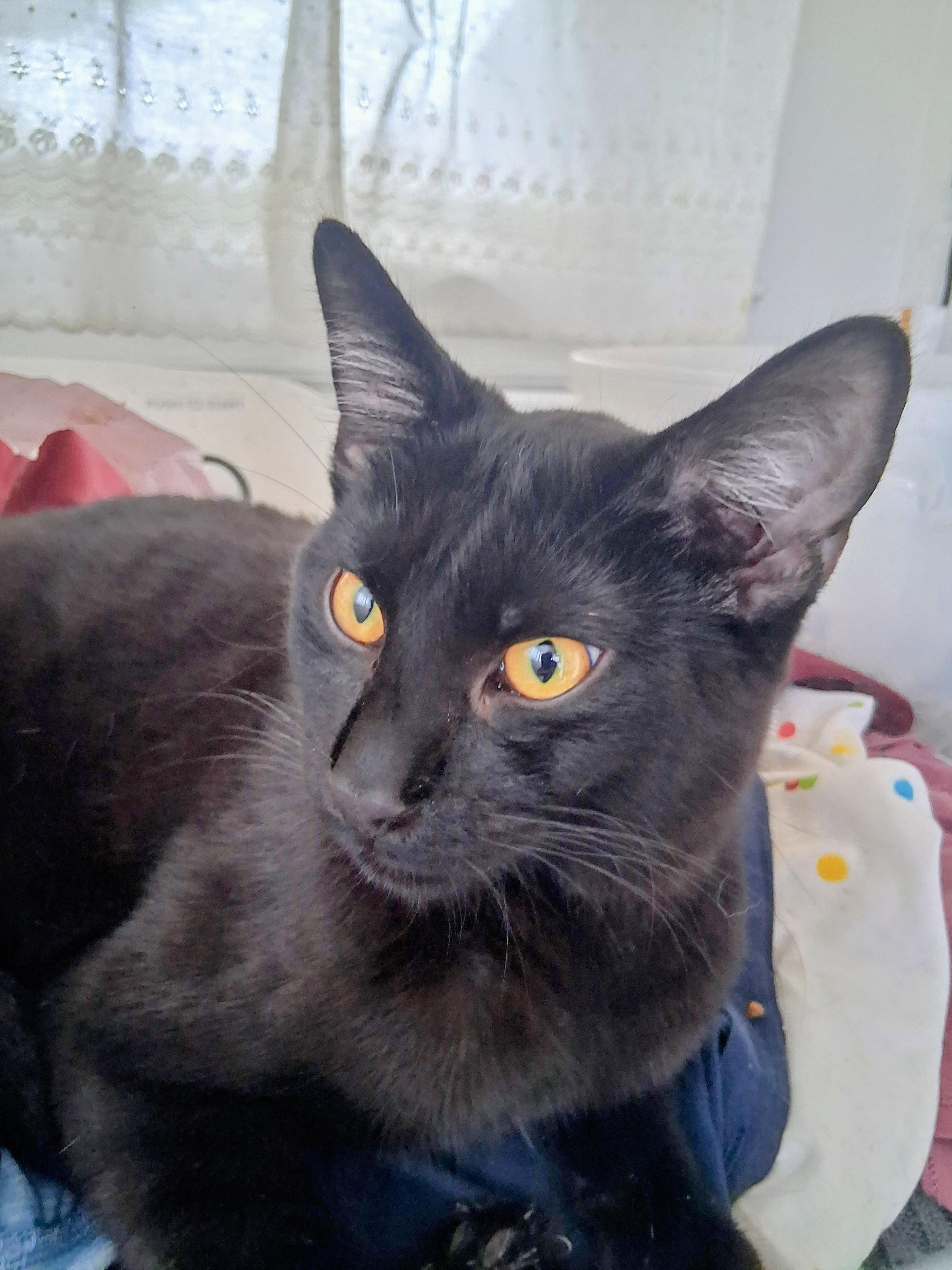 Blackberry, Adoptable, Young Male Domestic Medium Hair.