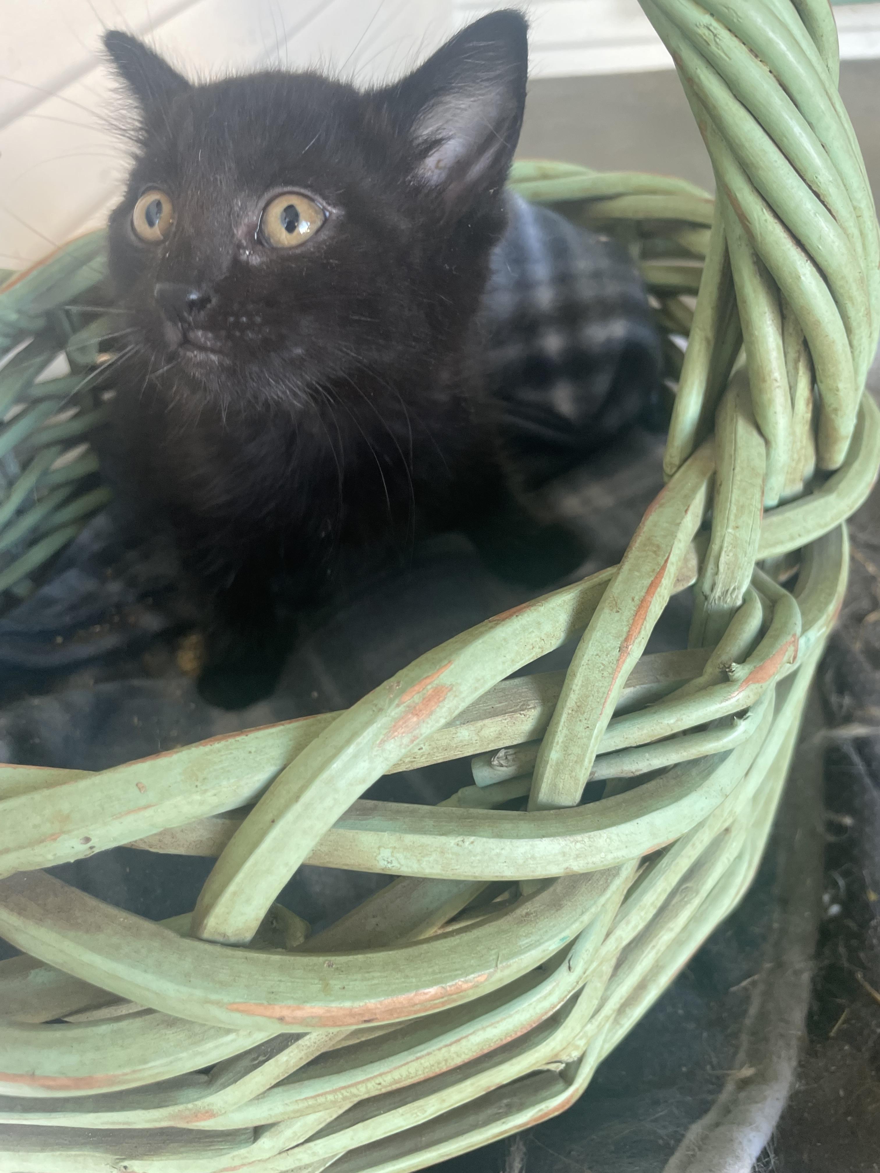 Enlarge Blackberry, a Adoptable Domestic Medium Hair in Santa Cruz, CA image 3/4