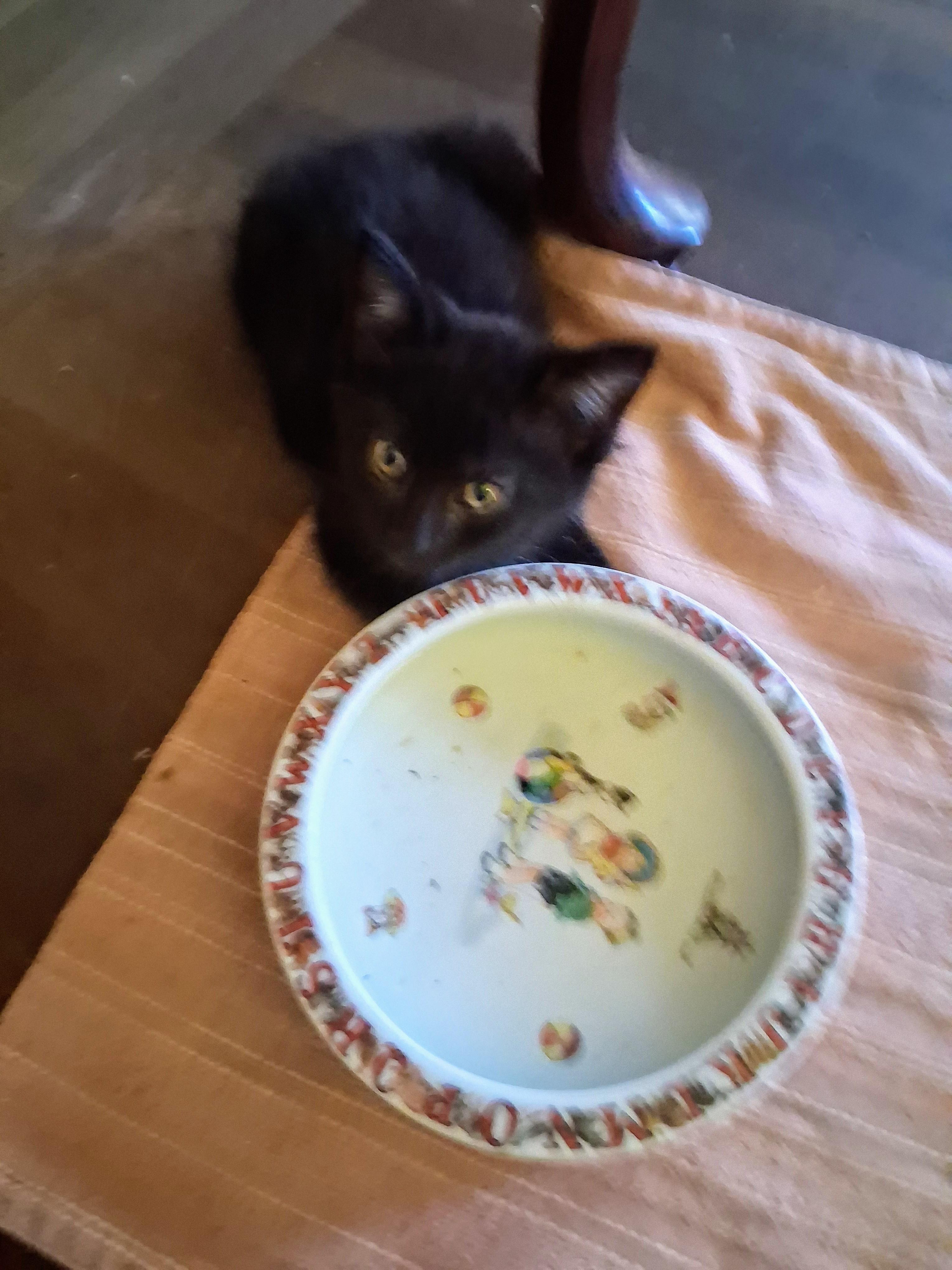 Enlarge Blackberry, a Adoptable Domestic Medium Hair in Santa Cruz, CA image 4/4