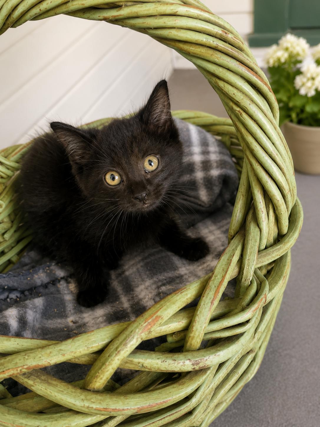 Enlarge Blackberry, a Adoptable Domestic Medium Hair in Santa Cruz, CA image 4/4