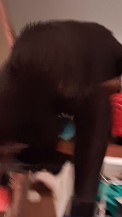 Enlarge Blackberry, a Adoptable Domestic Medium Hair in Santa Cruz, CA video 2/4