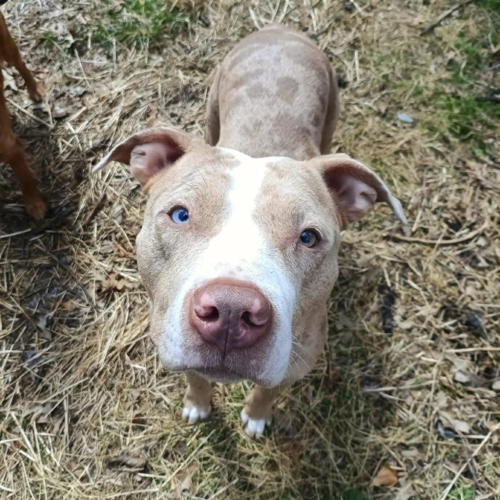 Enlarge Persimmon, a Adoptable Mixed Breed in Pittsburgh, PA image 1/6
