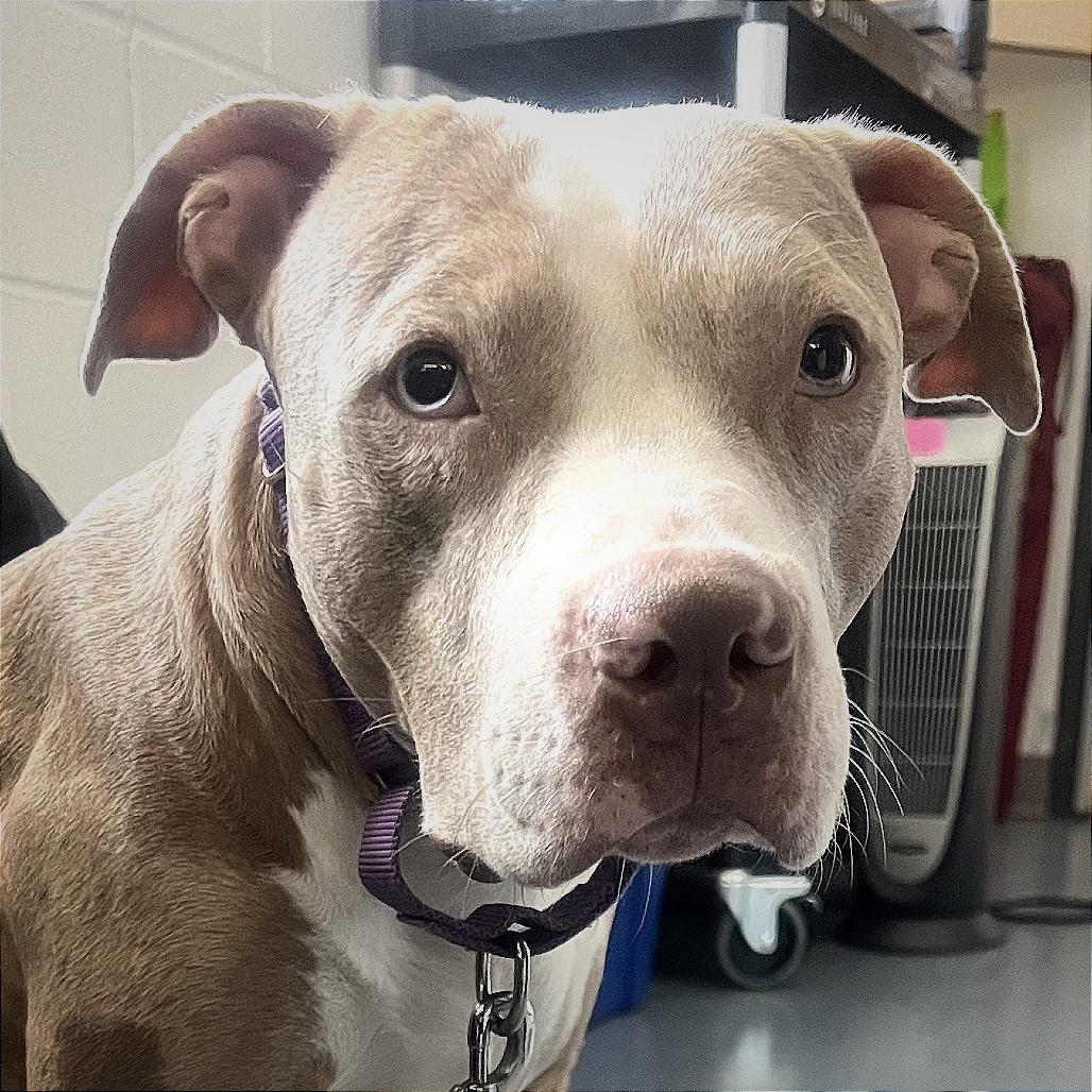 Enlarge Persimmon, a Adoptable Mixed Breed in Pittsburgh, PA image 2/6