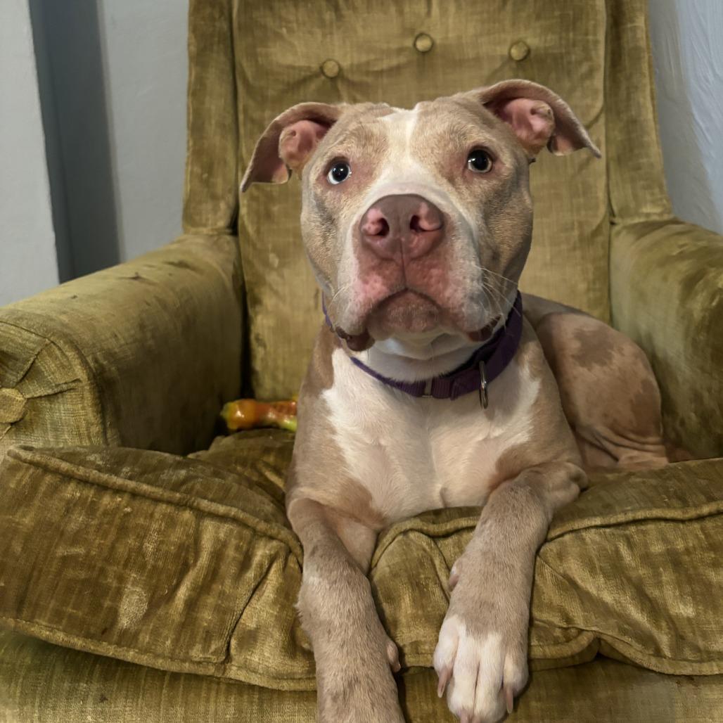 Enlarge Persimmon, a Adoptable Mixed Breed in Pittsburgh, PA image 3/6