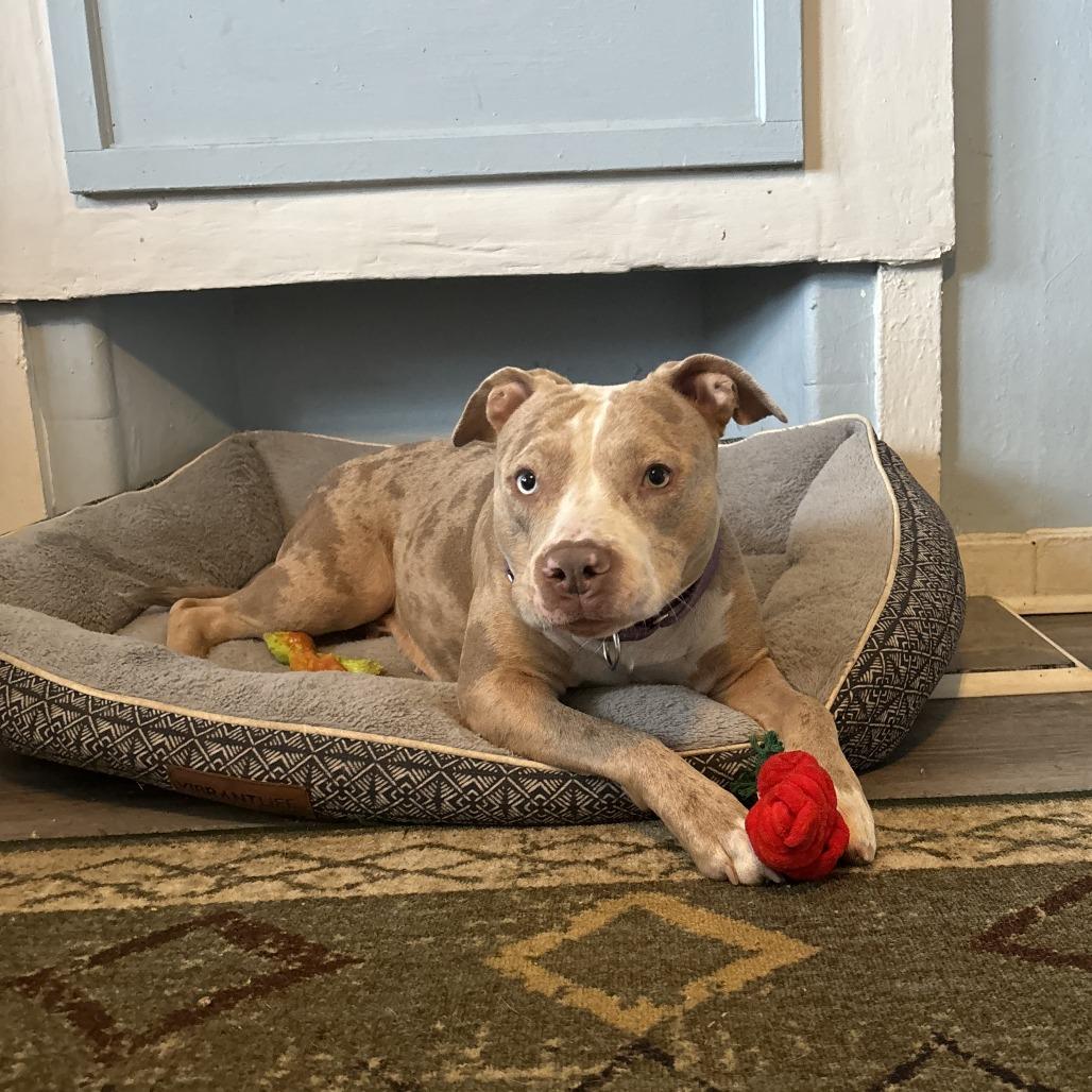 Enlarge Persimmon, a Adoptable Mixed Breed in Pittsburgh, PA image 4/6