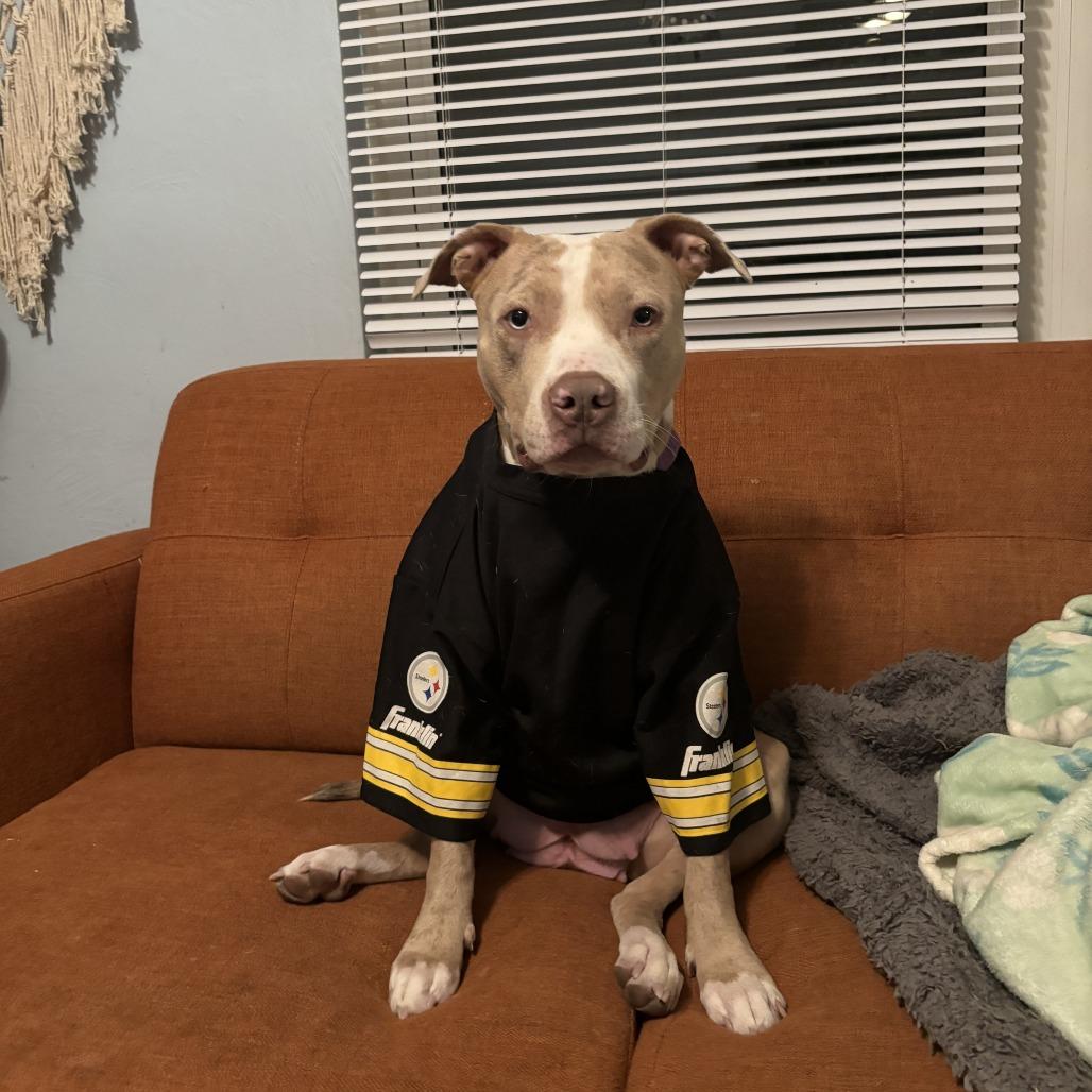 Enlarge Persimmon, a Adoptable Mixed Breed in Pittsburgh, PA image 5/6