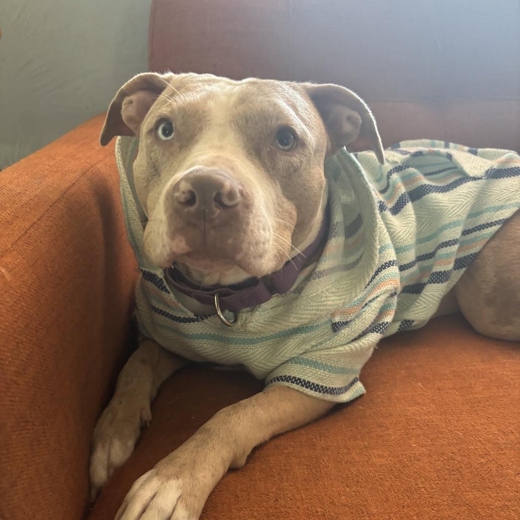 Enlarge Persimmon, a Adoptable Mixed Breed in Pittsburgh, PA image 6/6