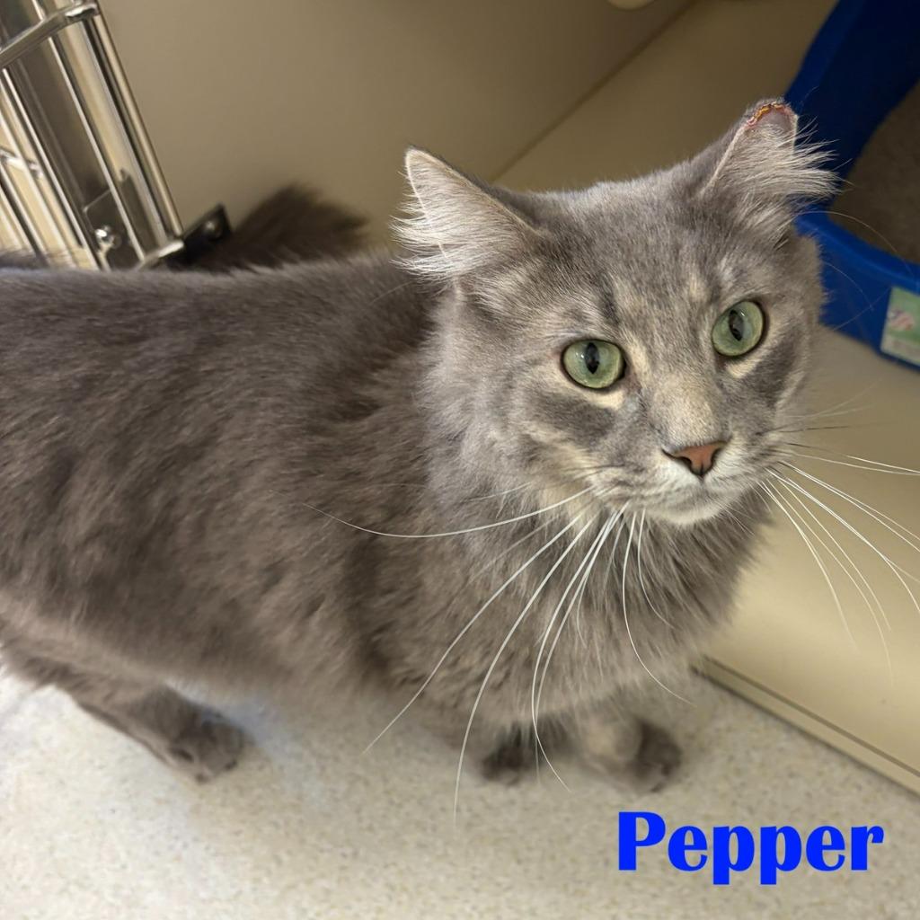 Pepper, Adoptable, Young Male Domestic Medium Hair.
