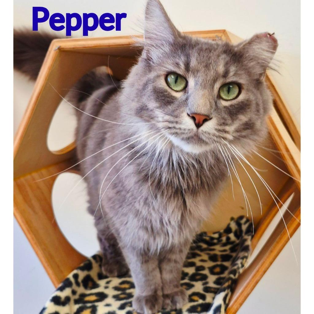 Pepper, a Adoptable mixed breed in North Saint Paul, MN image 2/3