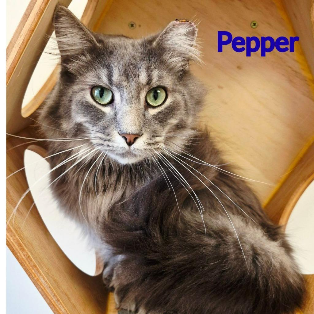 Pepper, a Adoptable mixed breed in North Saint Paul, MN image 3/3