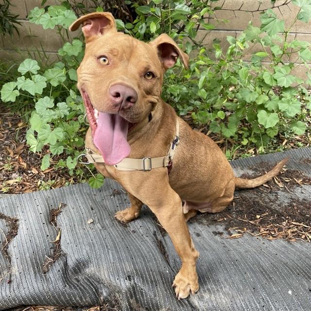 SANDMAN, Adoptable, Young Male Pit Bull Terrier.
