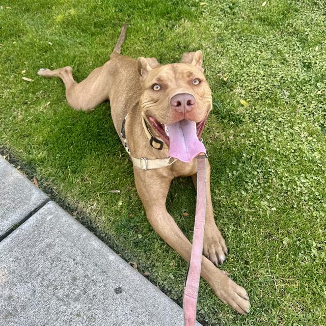 Enlarge SANDMAN, a Adoptable Pit Bull Terrier in Alameda, CA image 1/1