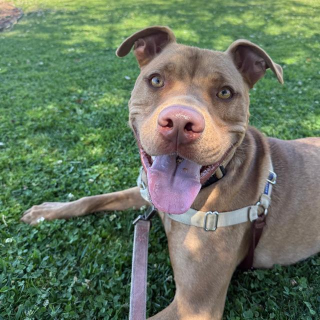 SANDMAN, Adoptable, Adult Male Pit Bull Terrier.