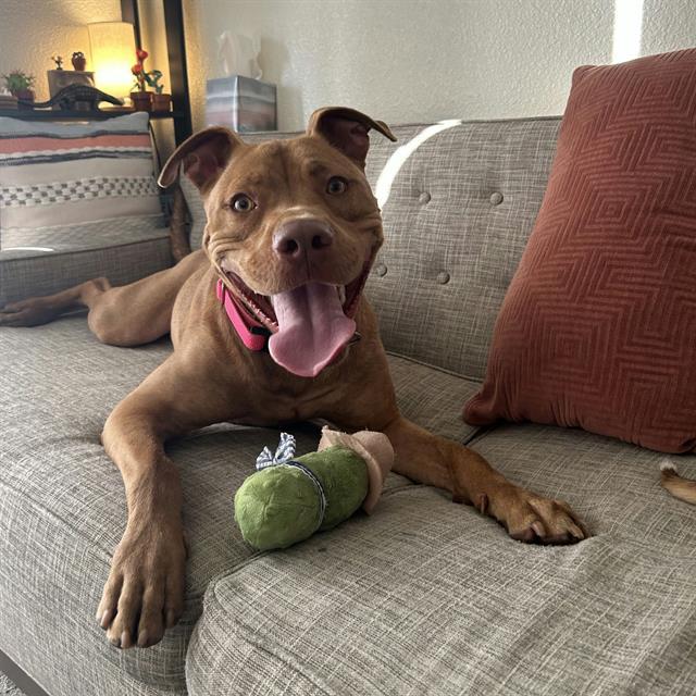 SANDMAN, Adoptable, Young Male Pit Bull Terrier.