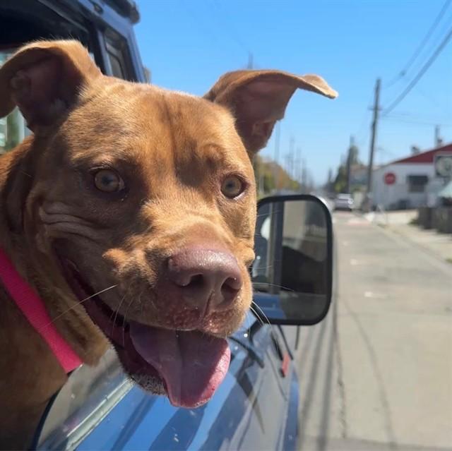 SANDMAN, Adoptable, Adult Male Pit Bull Terrier.
