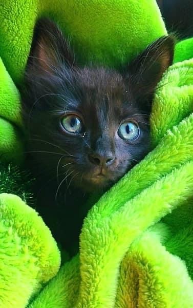 Enlarge Taylor, a Adopted Bombay in Menasha, WI image 1/5