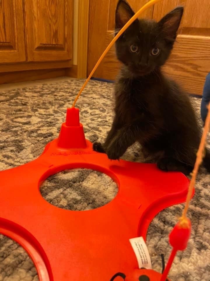 Enlarge Taylor, a Adopted Bombay in Menasha, WI image 3/5