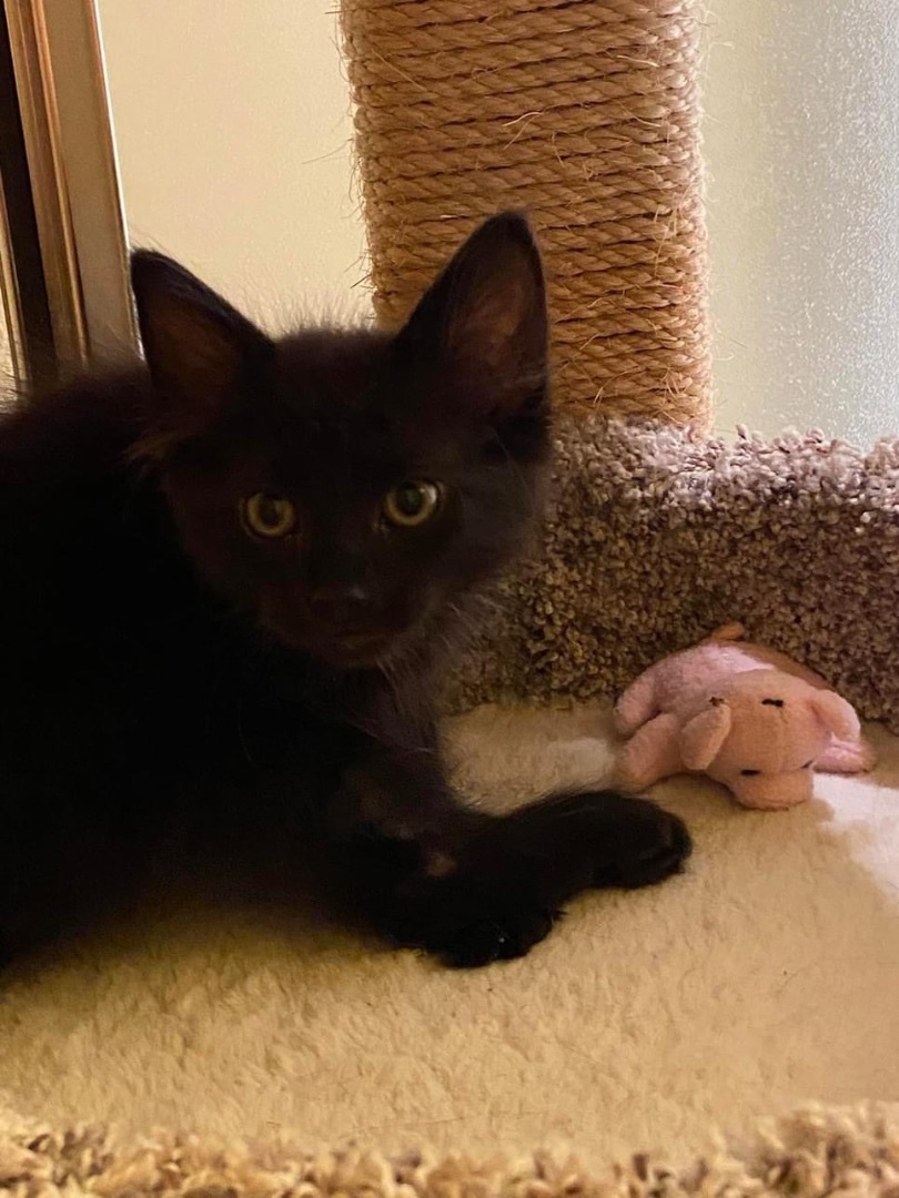 Enlarge Taylor, a Adopted Bombay in Menasha, WI image 4/5