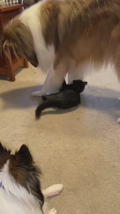 Enlarge Taylor, a Adopted Bombay in Menasha, WI video 5/5