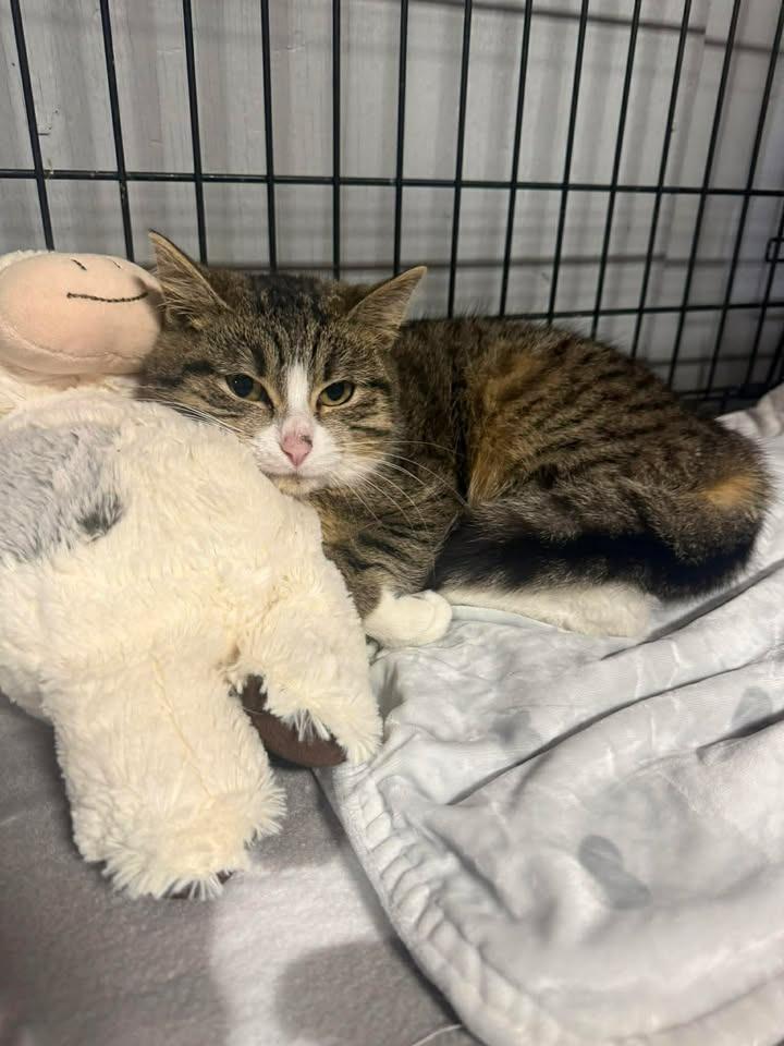 Velcro, Adopted, Young Female Domestic Short Hair.
