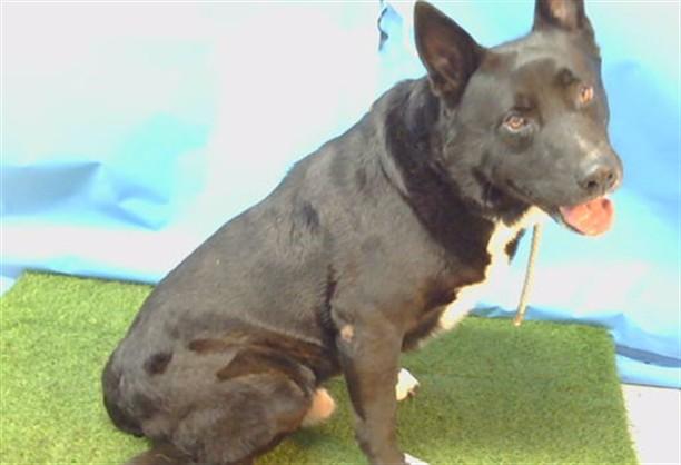 YUKI, Adoptable, Adult Male Labrador Retriever & Mixed Breed.