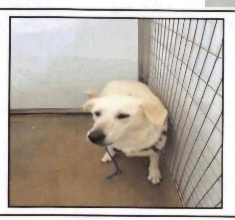 Luna, Adoptable, Young Female Akbash & Great Pyrenees.