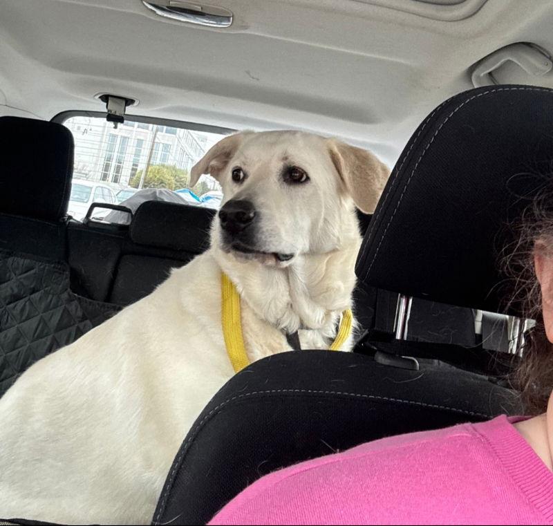 Luna, a Adoptable mixed breed in Winston Salem, NC image 2/3