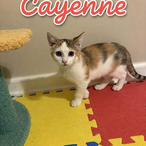 Cayenne, Adoptable, Kitten Female Calico.
