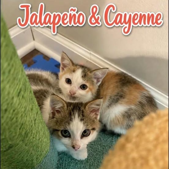 Enlarge Cayenne, a Adoptable Calico in Westland, MI image 4/4
