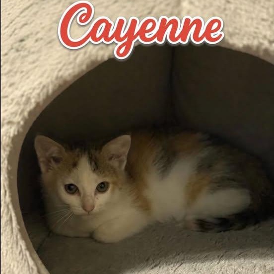 Enlarge Cayenne, a Adoptable Calico in Westland, MI image 3/4
