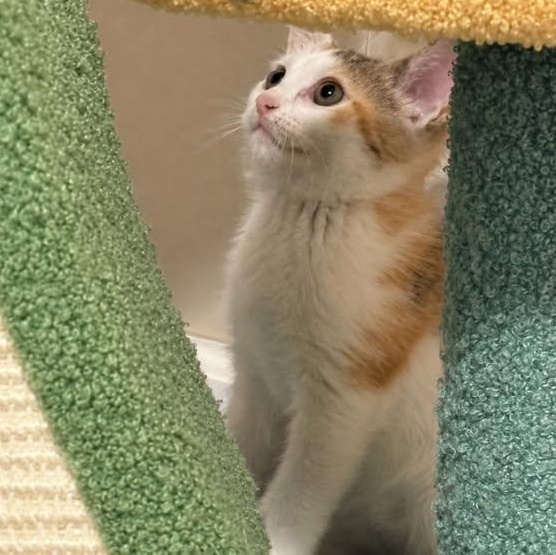 Enlarge Cayenne, a Adoptable Calico in Westland, MI image 2/4