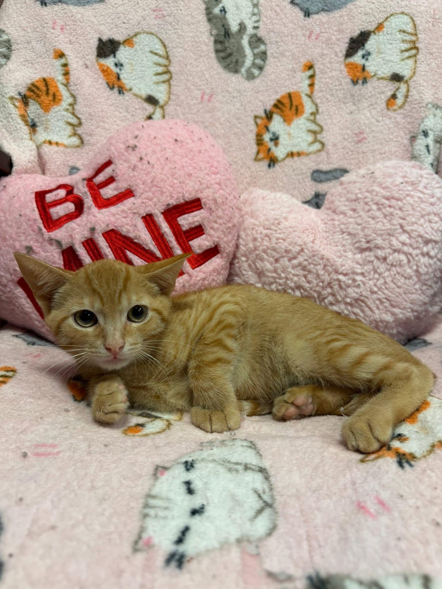 Pepe, Adoptable, Young Male Domestic Short Hair.