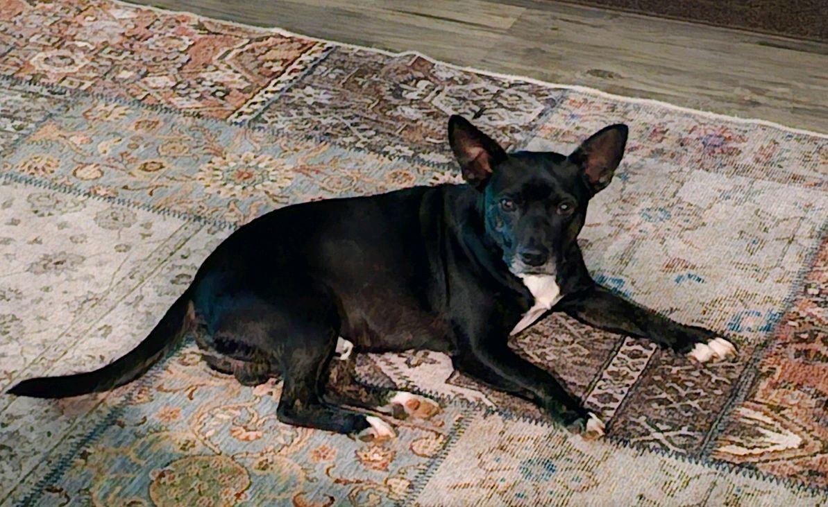 Jack, a Adoptable mixed breed in Chelsea, AL image 6/6