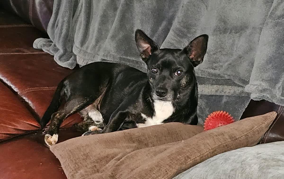 Jack, a Adoptable mixed breed in Chelsea, AL image 2/6