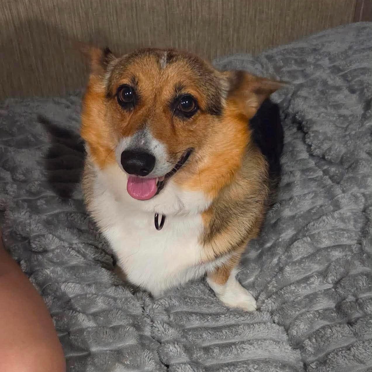 Eevee, an adopted Corgi in Urbandale, IA image 3/5