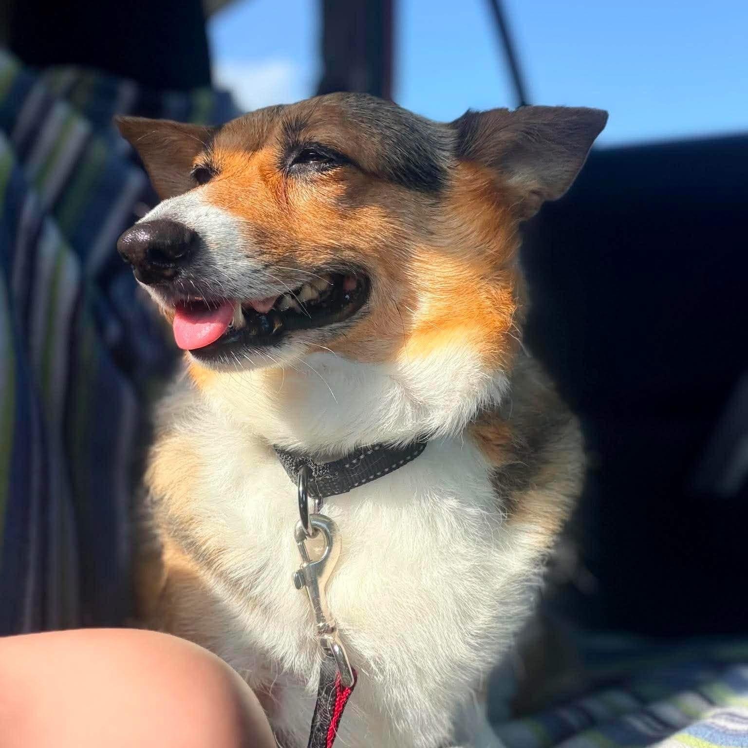Eevee, an adopted Corgi in Urbandale, IA image 4/5