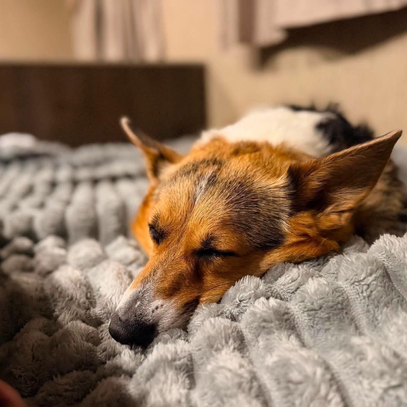 Eevee, an adopted Corgi in Urbandale, IA image 5/5