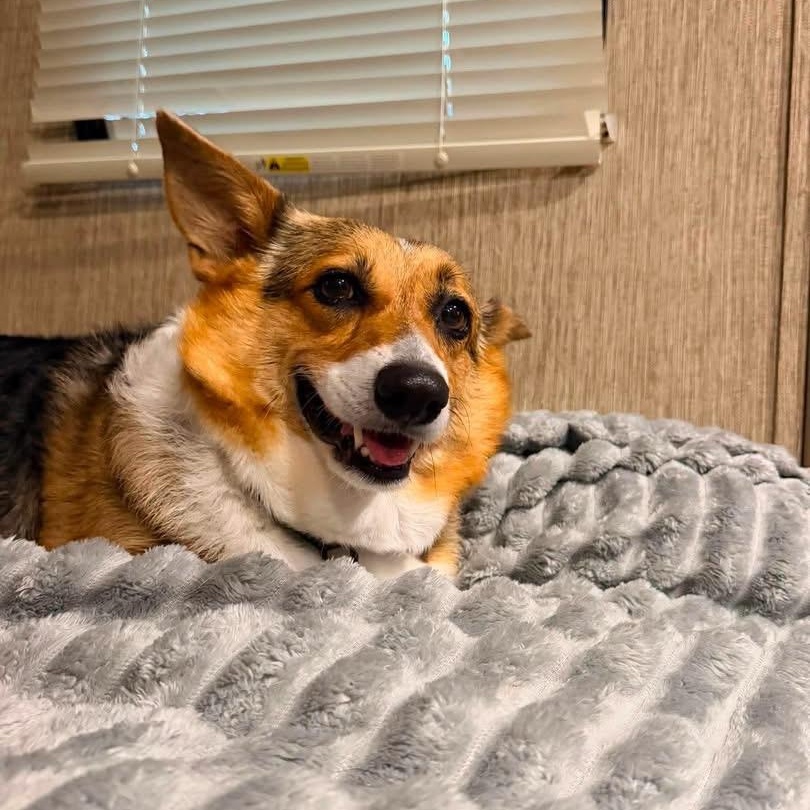 Eevee, adopted, Adult Female Corgi.