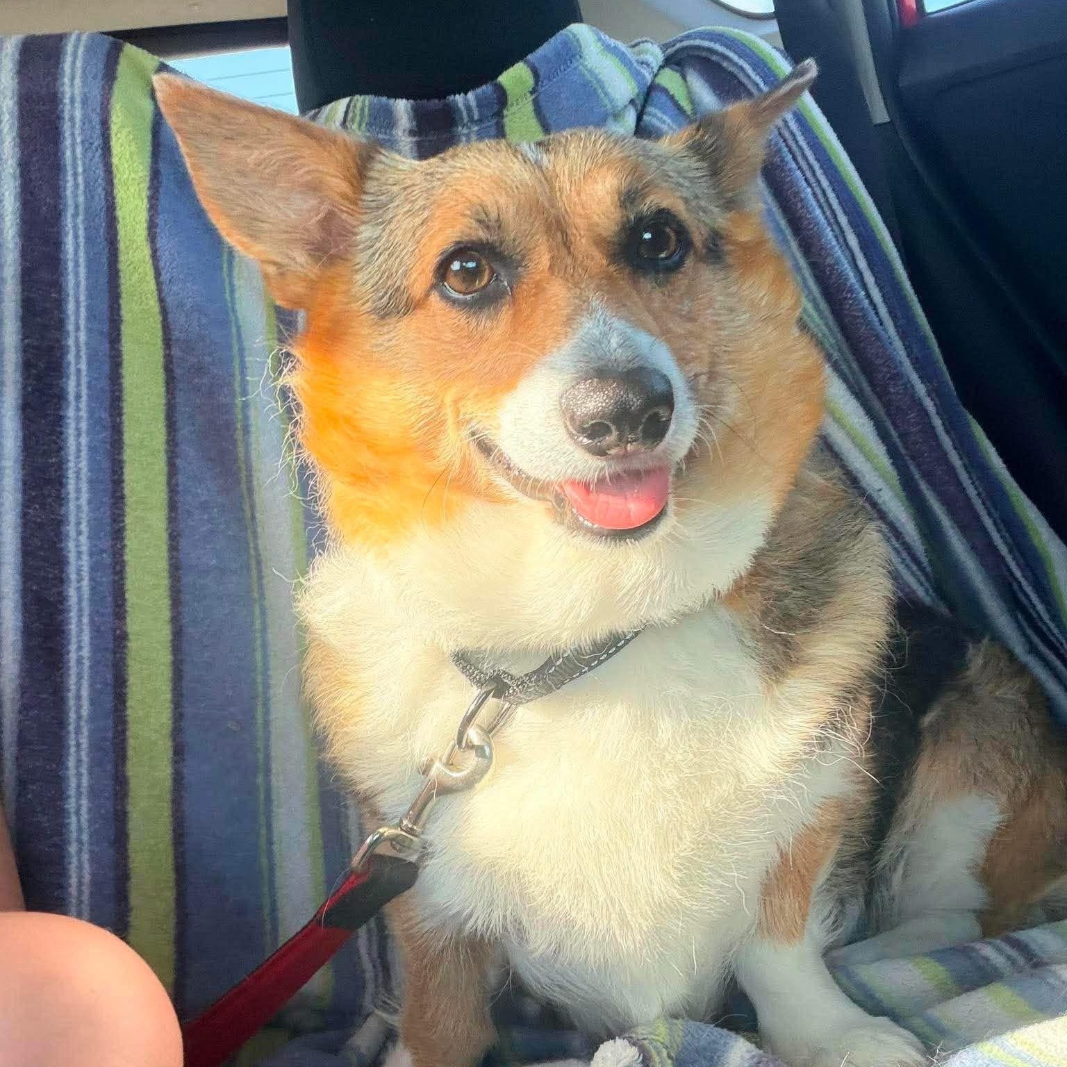 Eevee, an adopted Corgi in Urbandale, IA image 2/5