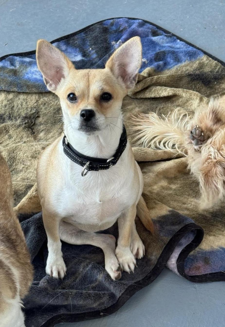 Enlarge Carrie, a ADOPTABLE mixed breed in Boston, MA image 5/6