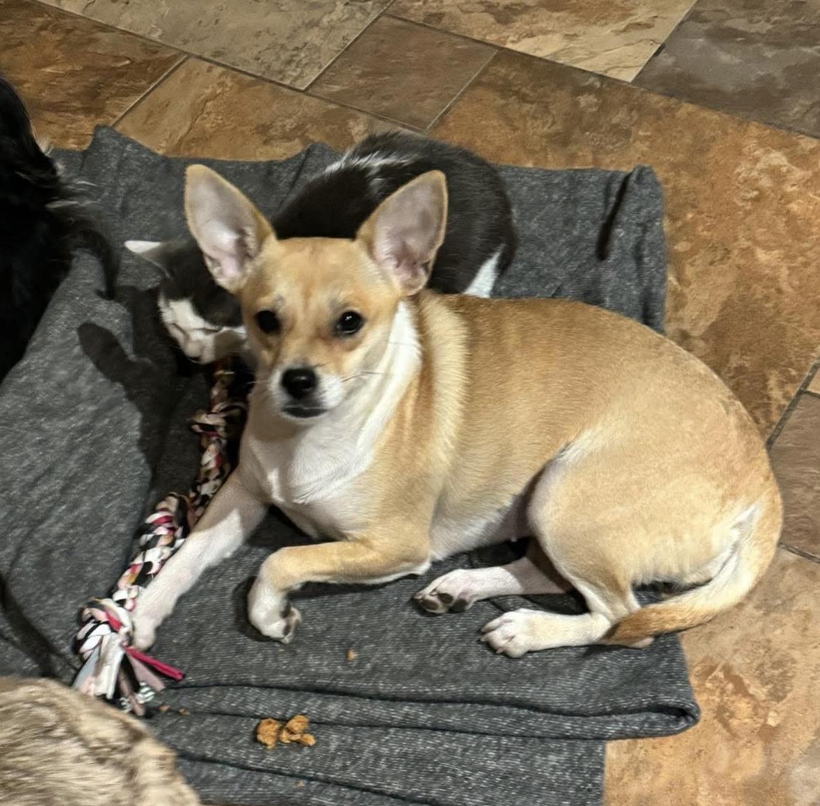 Enlarge Carrie, a ADOPTABLE mixed breed in Boston, MA image 4/6