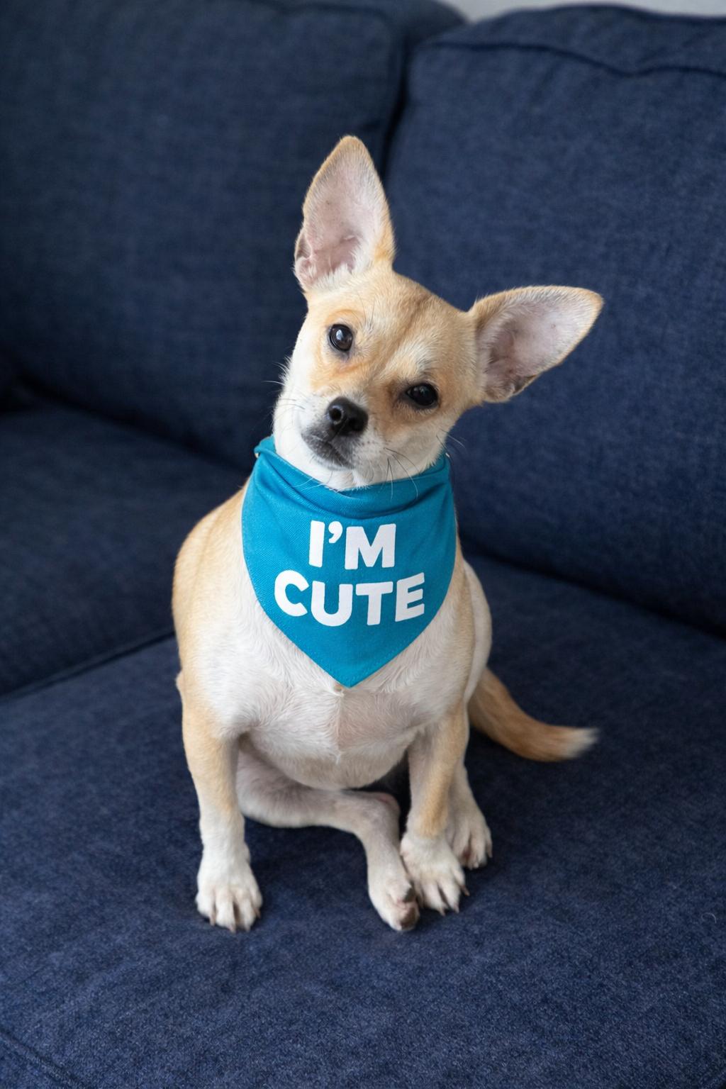 Enlarge Carrie, a ADOPTABLE mixed breed in Boston, MA image 6/6