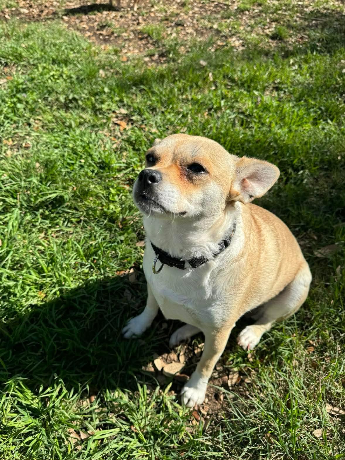 Enlarge Carrie, a ADOPTABLE mixed breed in Boston, MA image 3/5